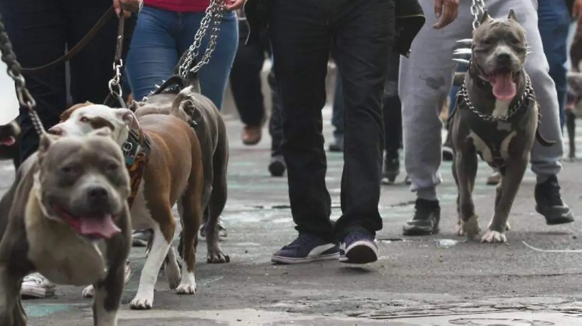 pelea perros CUARTOSCURO